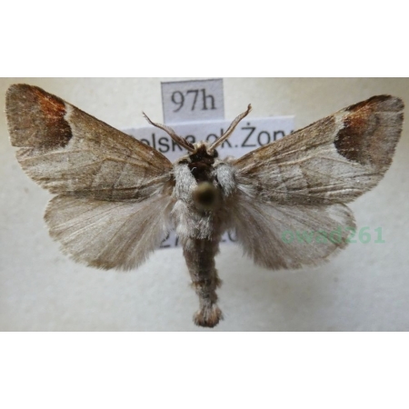 Clostera curtula (Linnaeus, 1758) male Wzjeżka łozówka Poland97h
